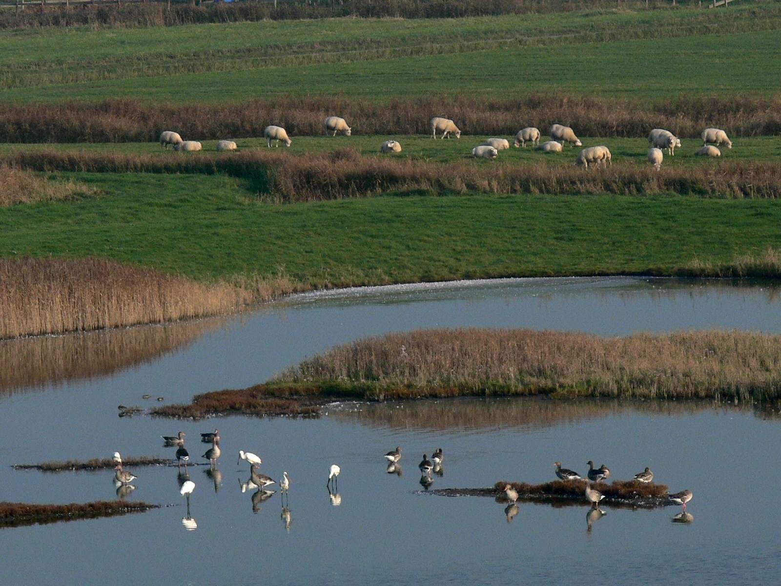 Typisches Bild bei der Fahrt durch Holland